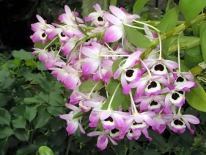 Bild von Dendrobium nobile 8